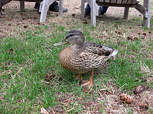 Female Mallard Duck (<em>Anas platyrhynchos</em>) at Lake Crescent Lodge, Olympic National Park, Washington