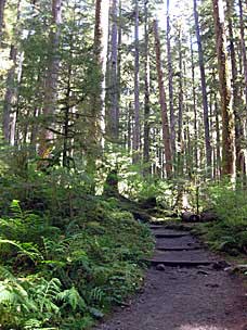 Trail to Sol Duc Falls, Olympic National Park, Washington