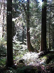 Trail to Sol Duc Falls, Olympic National Park, Washington