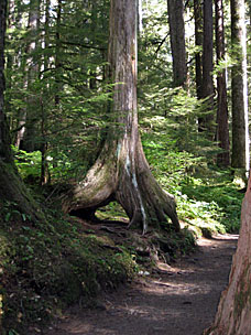 Trail to Sol Duc Falls, Olympic National Park, Washington