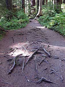 Trail to Sol Duc Falls, Olympic National Park, Washington