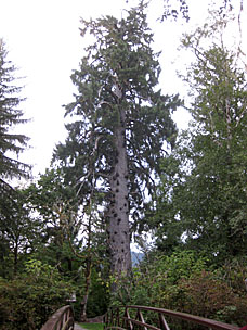 World's Largest Sitka Spruce (by girth), Lake Quinault, Washington