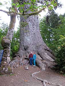 World's Largest Sitka Spruce (by girth), Lake Quinault, Washington