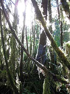 Falls Creek Loop Trail, Lake Quinault, Olympic National Forest, Washington