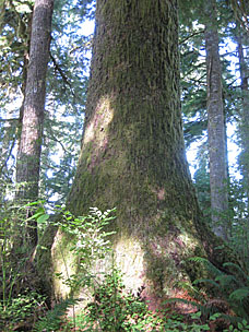 Falls Creek Loop Trail, Lake Quinault, Olympic National Forest, Washington