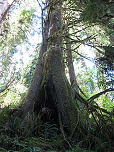 Falls Creek Loop Trail, Lake Quinault, Olympic National Forest, Washington