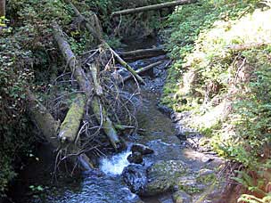 Falls Creek Loop Trail, Lake Quinault, Olympic National Forest, Washington