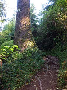 Falls Creek Loop Trail, Lake Quinault, Olympic National Forest, Washington