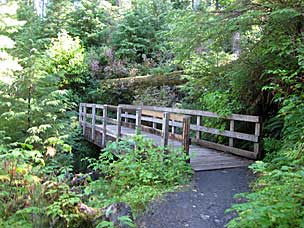 Falls Creek Loop Trail, Lake Quinault, Olympic National Forest, Washington