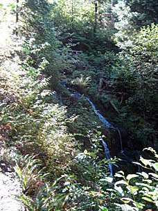 Falls Creek Loop Trail, Lake Quinault, Olympic National Forest, Washington