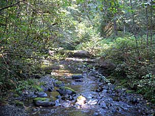 Falls Creek Loop Trail, Lake Quinault, Olympic National Forest, Washington