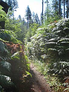 Gatton Creek Falls Trail, Lake Quinault, Olympic National Forest, Washington