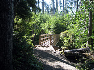 Gatton Creek Falls Trail, Lake Quinault, Olympic National Forest, Washington