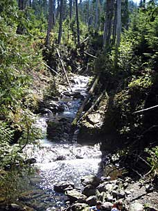 Gatton Creek Falls Trail, Lake Quinault, Olympic National Forest, Washington