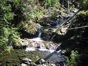 Gatton Creek Falls Trail, Lake Quinault, Olympic National Forest, Washington