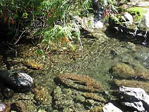 Gatton Creek Falls Trail, Lake Quinault, Olympic National Forest, Washington