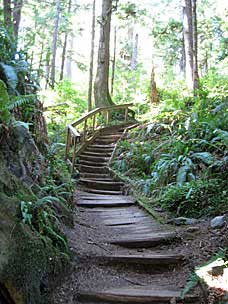 Quinault Big Cedar Trail, Lake Quinault, Washington