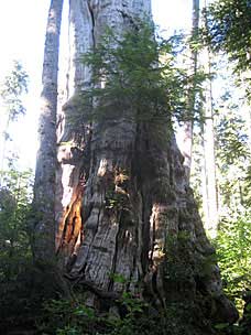 Quinault Big Cedar Trail, Lake Quinault, Washington