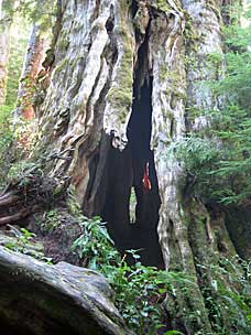 Quinault Big Cedar Trail, Lake Quinault, Washington