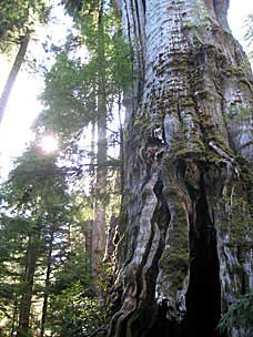 Quinault Big Cedar Trail, Lake Quinault, Washington