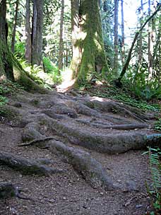 Quinault Big Cedar Trail, Lake Quinault, Washington