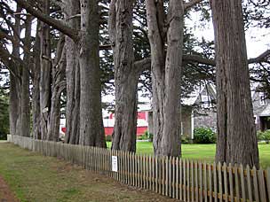 Trees along the former Isaac Clark claim, Oysterville, Washington