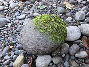 Moss on rock at Sandy River, Oxbow Regonal Park