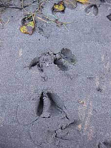 Hoof prints at Sandy River, Oxbow Regonal Park