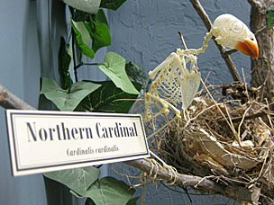 Northern Cardinal skeleton at Museum of Osteology