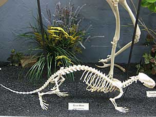 River Otter skeleton at Museum of Osteology