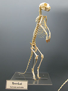 Meerkat skeleton at Museum of Osteology