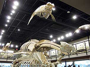 Museum of Osteology, Oklahoma City, Oklahoma