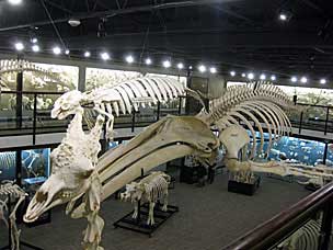 Museum of Osteology, Oklahoma City, Oklahoma