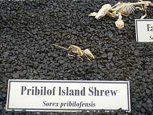 Pribilof Island Shrew skeleton at Museum of Osteology