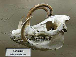 Babirusa skull at Museum of Osteology