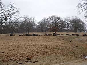 American bison (<em>Bison bison</em>) at Woolaroc Ranch