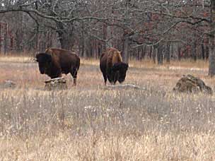 American bison (<em>Bison bison</em>) at Woolaroc Ranch