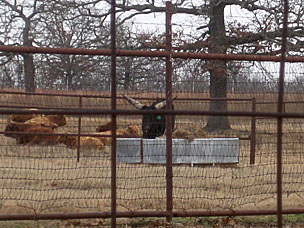 Asian water buffalo (<em>Bubalus bubalis</em>) at Woolaroc Ranch