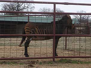 Zorse (<em>Equus zebra x Equus caballus</em>) at Woolaroc Ranch