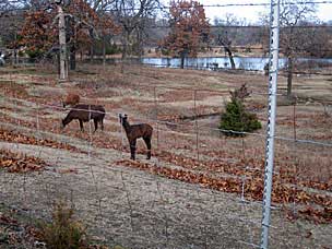 Llamas (<em>Lama glama</em>) at Woolaroc Ranch