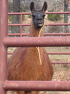 Llama (<em>Lama glama</em>) at Woolaroc Ranch