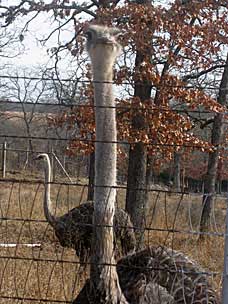 Ostrich (<em>Struthio camelus</em>) at Woolaroc Ranch