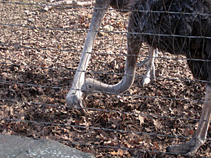 Ostrich (<em>Struthio camelus</em>) at Woolaroc Ranch