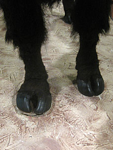 American bison hooves, Woolaroc Museum