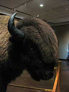 American bison head, Woolaroc Museum