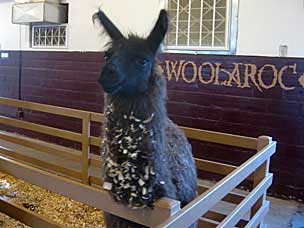  Friendly llama in the petting barn at Woolaroc Ranch