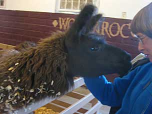  Friendly llama in the petting barn at Woolaroc Ranch