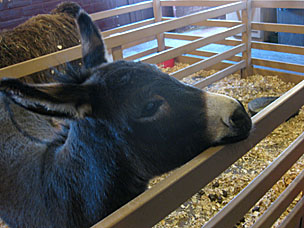 Burro at the petting barn at Woolaroc Ranch