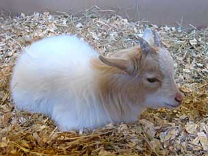 Goat at the petting barn at Woolaroc Ranch