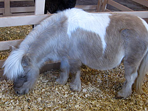 Miniature horse at the petting barn at Woolaroc Ranch